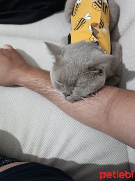 British Shorthair, Kedi  Lupen fotoğrafı