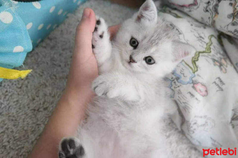 Chinchilla, Kedi  Çakıl fotoğrafı