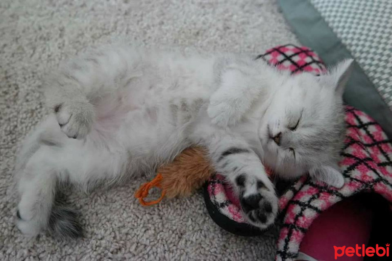 Chinchilla, Kedi  Çakıl fotoğrafı