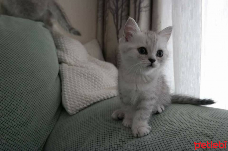 Chinchilla, Kedi  Çakıl fotoğrafı