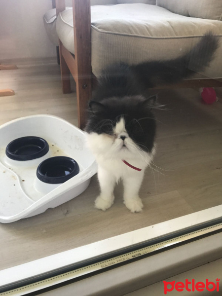 İran Kedisi (Persian), Kedi  Likör  fotoğrafı