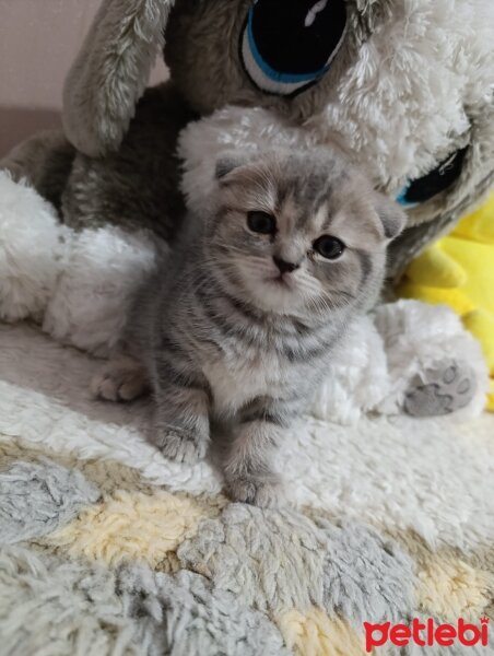 Scottish Fold, Kedi  Gofret fotoğrafı