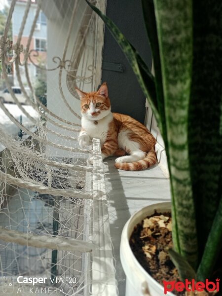 Tekir Kedi, Kedi  Çiçek Mississippi fotoğrafı