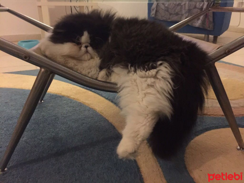 İran Kedisi (Persian), Kedi  Likör  fotoğrafı