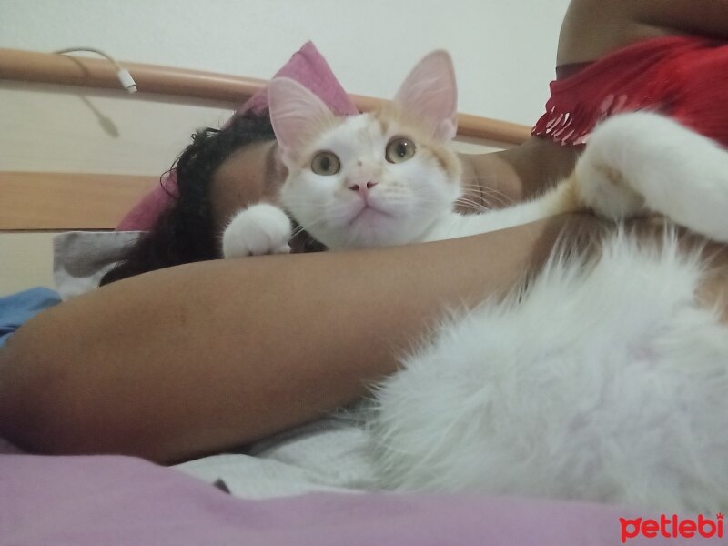 Sarman, Kedi  Sansa fotoğrafı