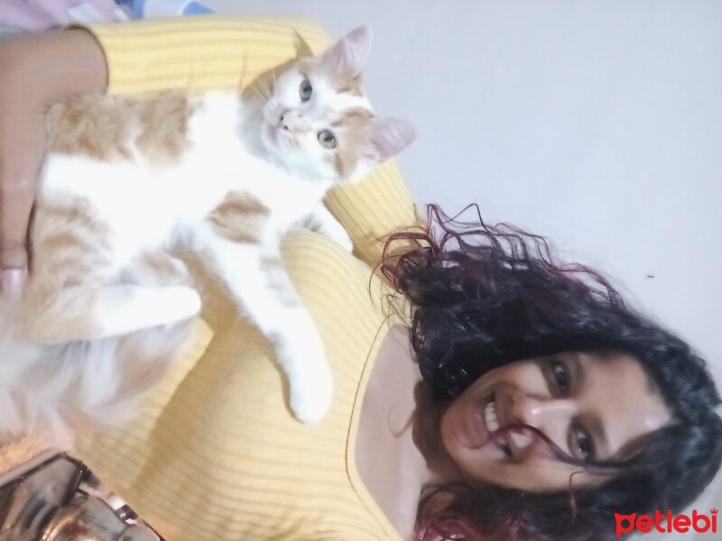 Sarman, Kedi  Sansa fotoğrafı