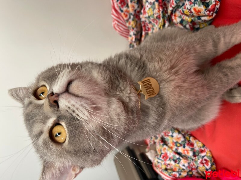 British Shorthair, Kedi  Memati fotoğrafı