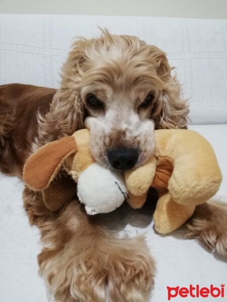 Amerikan Cocker Spaniel, Köpek  Leydi fotoğrafı