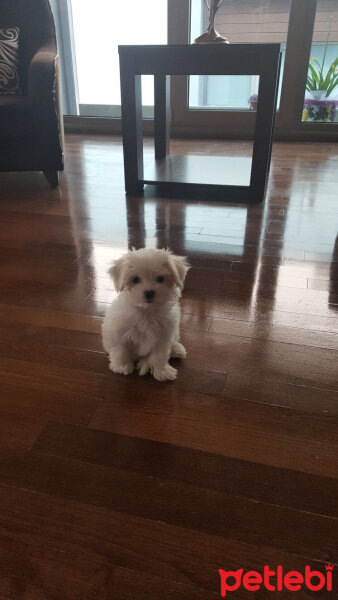 Maltese, Köpek  Lila fotoğrafı