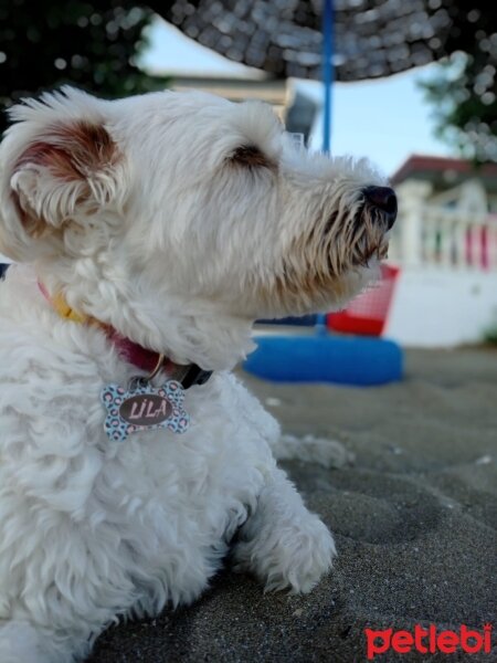 Maltese, Köpek  Lila fotoğrafı