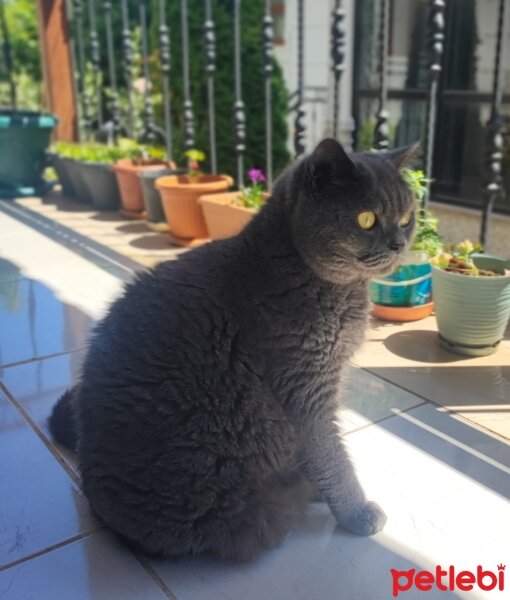 British Shorthair, Kedi  Tosun fotoğrafı