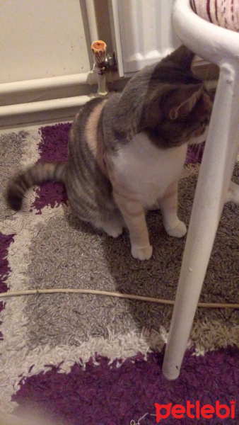 Tekir Kedi, Kedi  Zuzu fotoğrafı