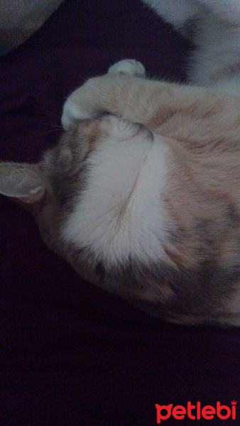 Tekir Kedi, Kedi  Zuzu fotoğrafı