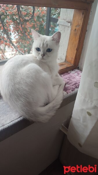 British Shorthair, Kedi  Luna fotoğrafı