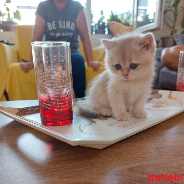 British Shorthair, Kedi  PERA fotoğrafı