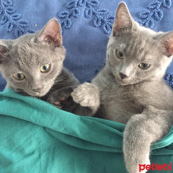 British Shorthair, Kedi  3 AYLIK BEBEKLERİMİZ fotoğrafı