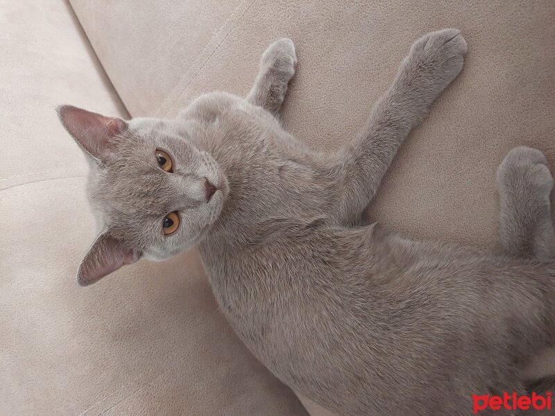 British Shorthair, Kedi  Barbaros fotoğrafı