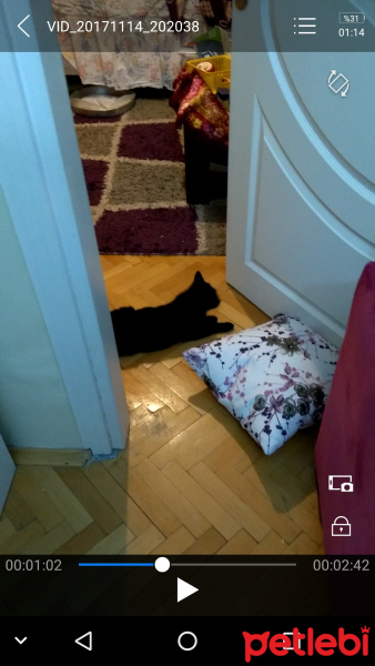 Bombay, Kedi  Zeus fotoğrafı