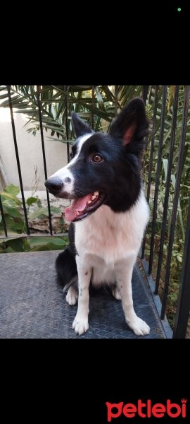 Border Collie, Köpek  TEO fotoğrafı