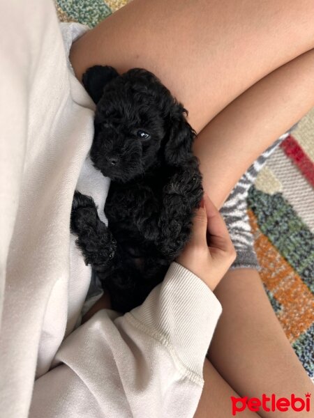 Poodle (Minyatür Kaniş), Köpek  Henüz yok fotoğrafı