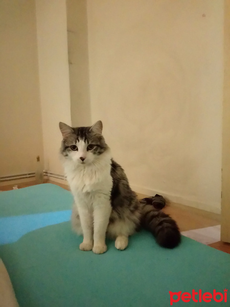 Chinchilla, Kedi  çörli fotoğrafı