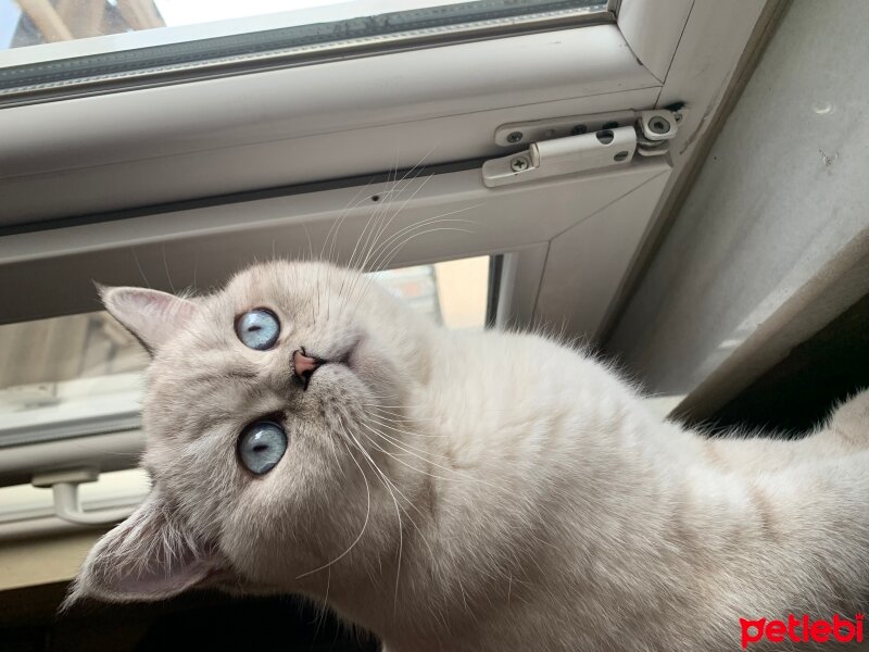 British Shorthair, Kedi  Atlas fotoğrafı