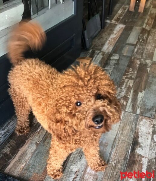 Poodle (Minyatür Kaniş), Köpek  Monty fotoğrafı