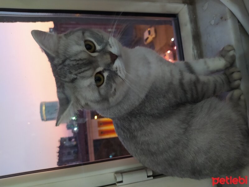 British Shorthair, Kedi  Çiko fotoğrafı