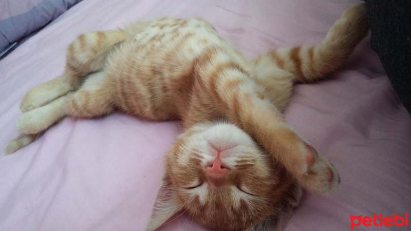 Tekir Kedi, Kedi  Leo fotoğrafı