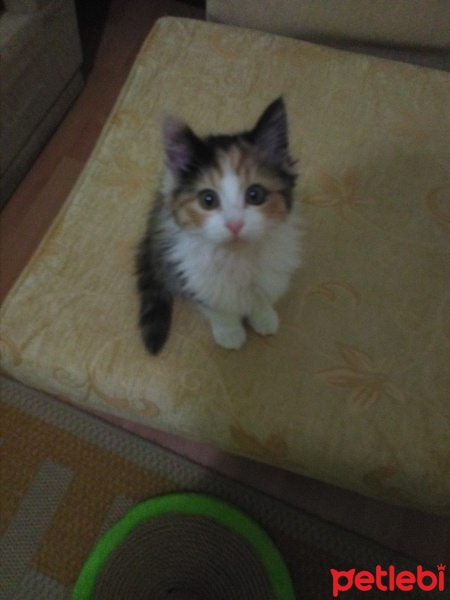 Kashmir , Kedi  KayıpMia fotoğrafı