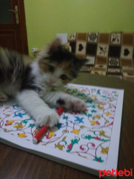 Kashmir , Kedi  KayıpMia fotoğrafı
