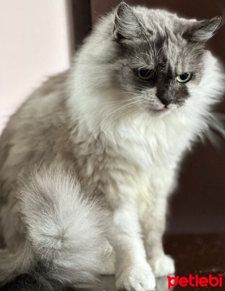 Norwegian Forest, Kedi  Luna fotoğrafı