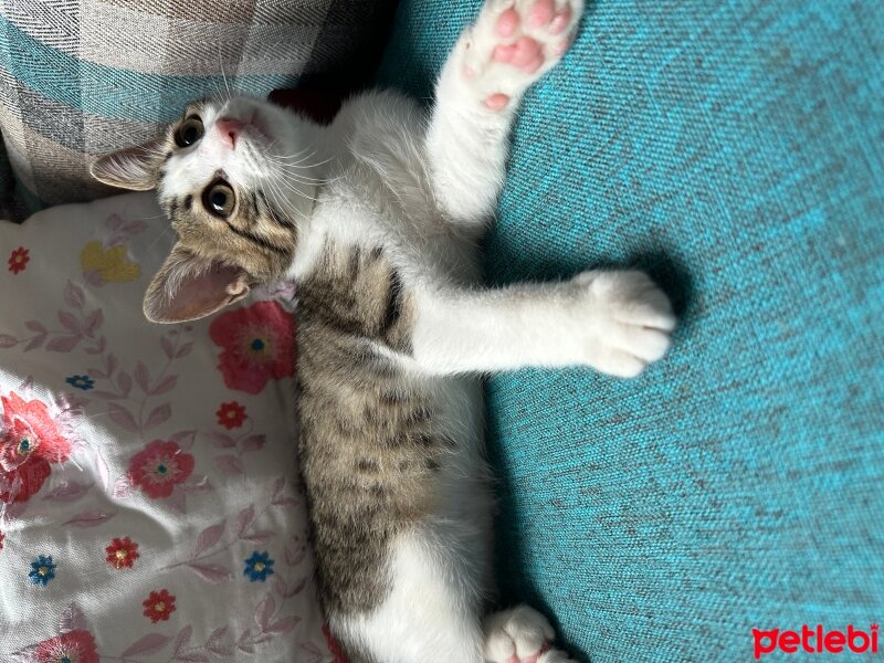 Tekir Kedi, Kedi  Çiti fotoğrafı