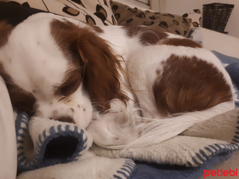 Cavalier King Charles Spanieli, Köpek  Sophie fotoğrafı
