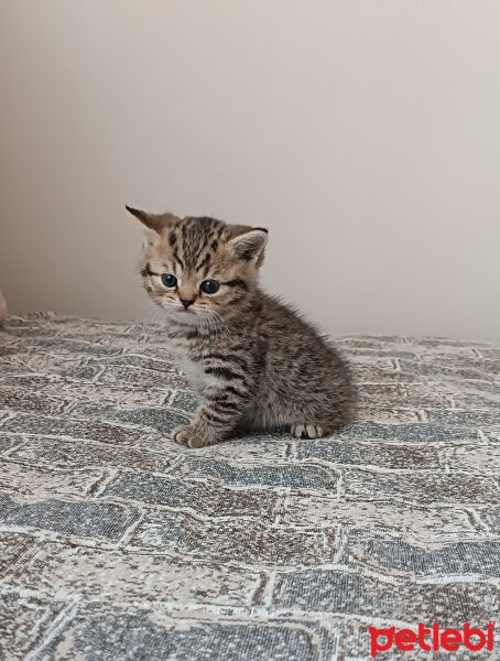 British Shorthair, Kedi  Boncuk fotoğrafı