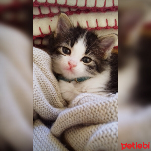 Norwegian Forest, Kedi  Bambina fotoğrafı