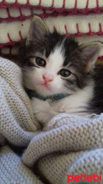 Norwegian Forest, Kedi  Bambina fotoğrafı