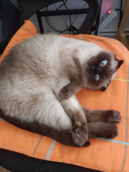 Siyam Kedisi, Kedi  Hera fotoğrafı