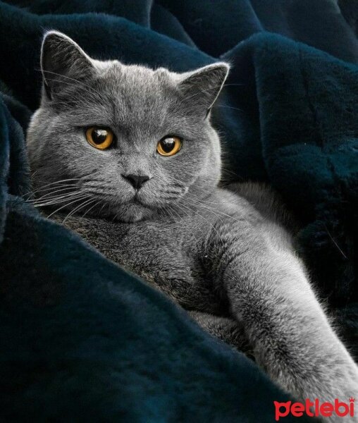 British Shorthair, Kedi  Cesur fotoğrafı