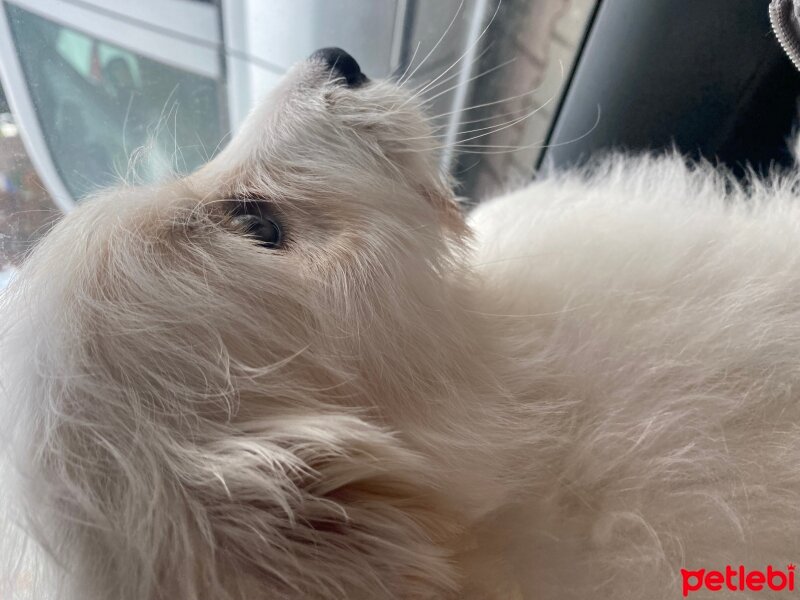 Maltese, Köpek  İggy fotoğrafı