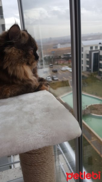 İran Kedisi (Persian), Kedi  TAIGA fotoğrafı