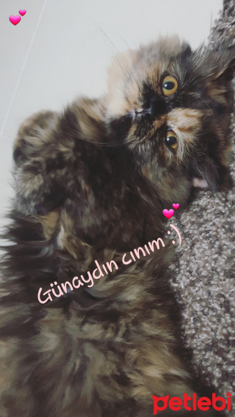 İran Kedisi (Persian), Kedi  TAIGA fotoğrafı