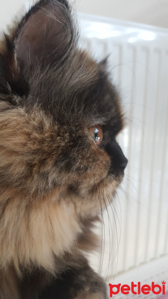 İran Kedisi (Persian), Kedi  TAIGA fotoğrafı