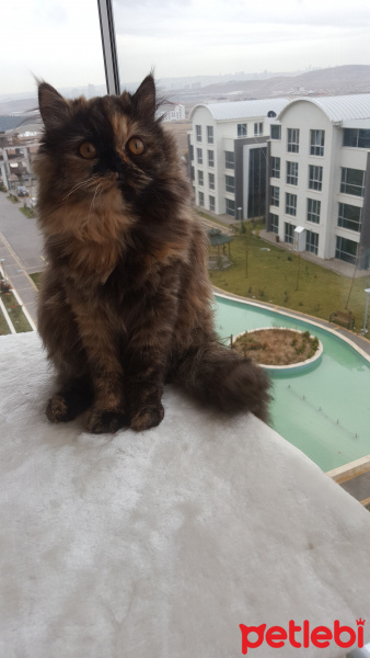 İran Kedisi (Persian), Kedi  TAIGA fotoğrafı