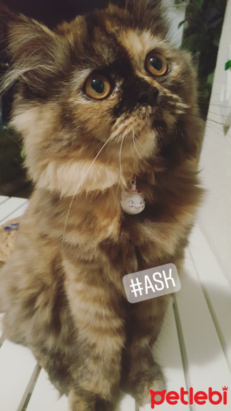 İran Kedisi (Persian), Kedi  TAIGA fotoğrafı