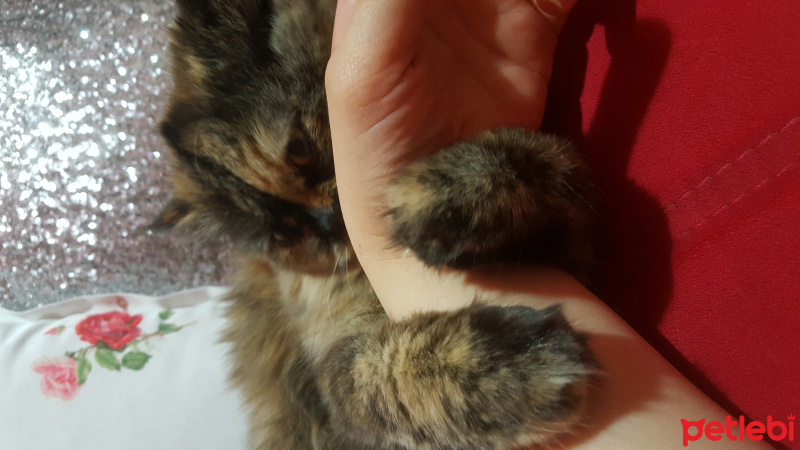 İran Kedisi (Persian), Kedi  TAIGA fotoğrafı