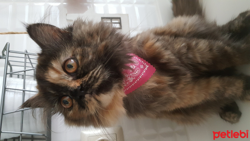 İran Kedisi (Persian), Kedi  TAIGA fotoğrafı