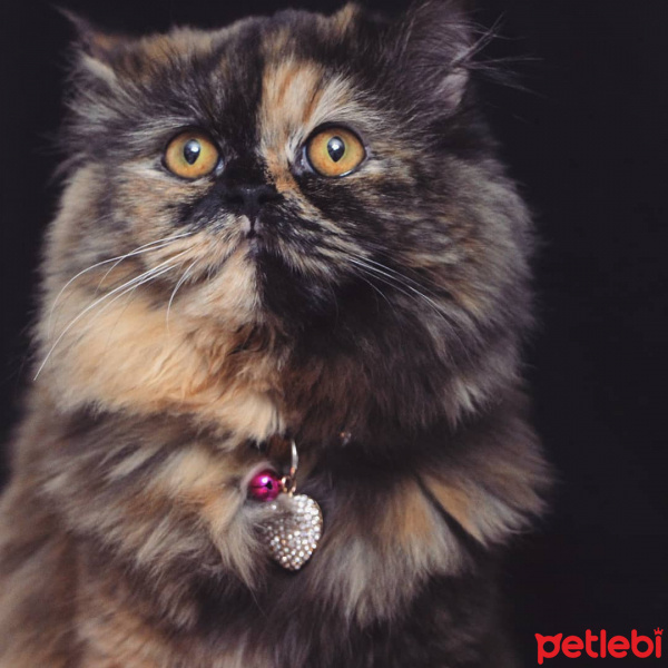 İran Kedisi (Persian), Kedi  TAIGA fotoğrafı