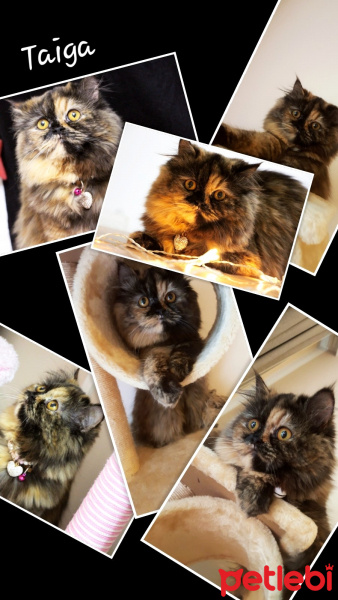İran Kedisi (Persian), Kedi  TAIGA fotoğrafı