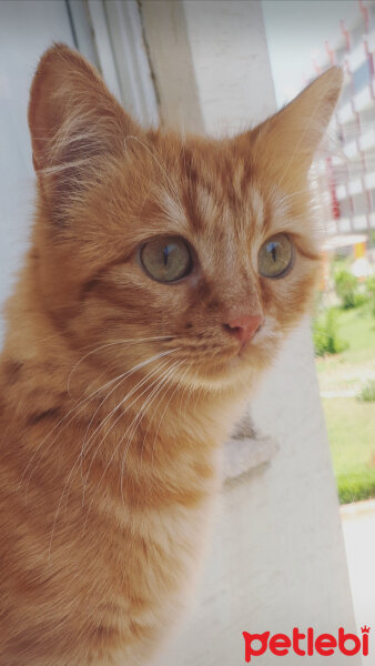 Chinchilla, Kedi  Badem fotoğrafı